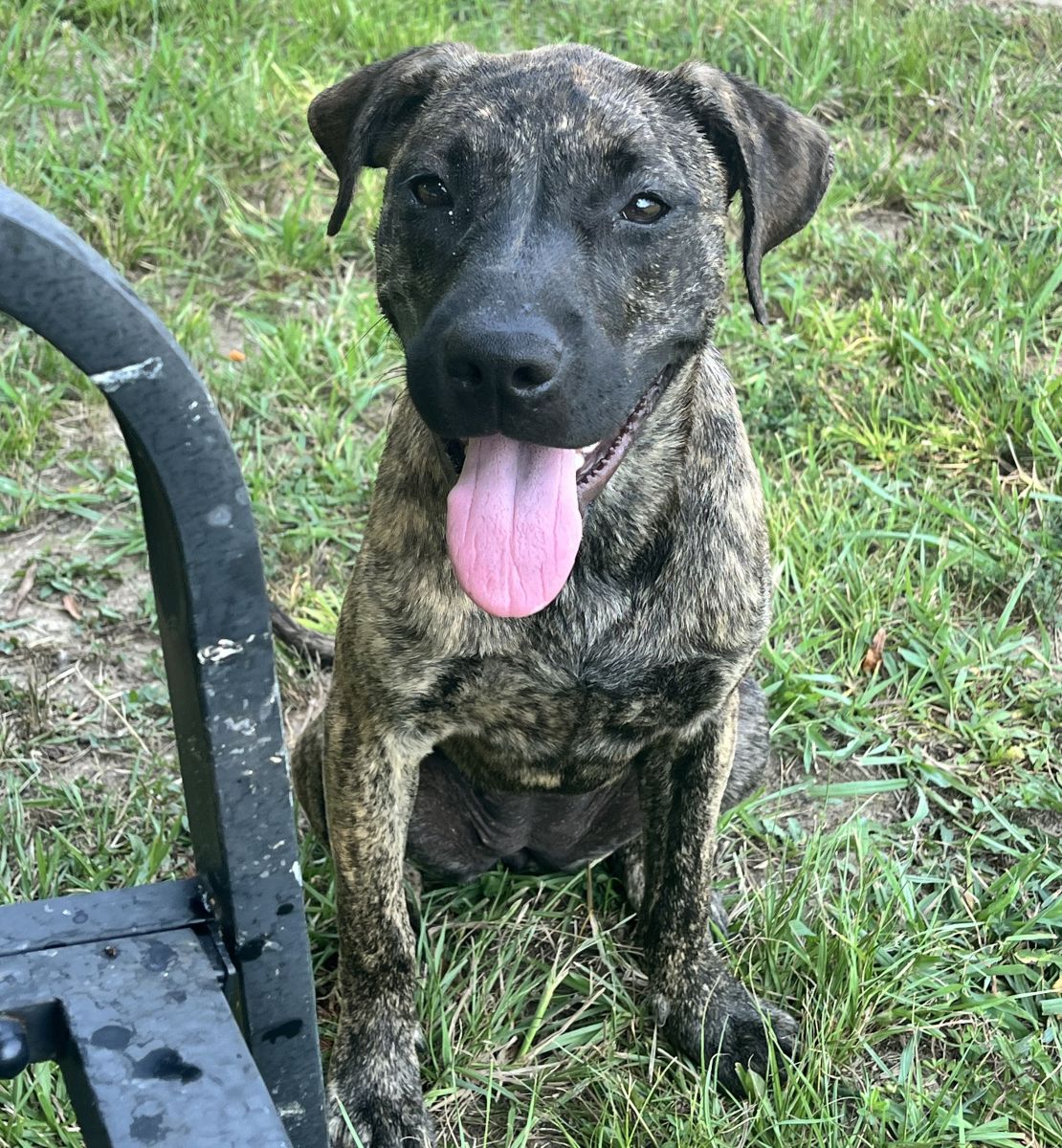 brindle dog in grass