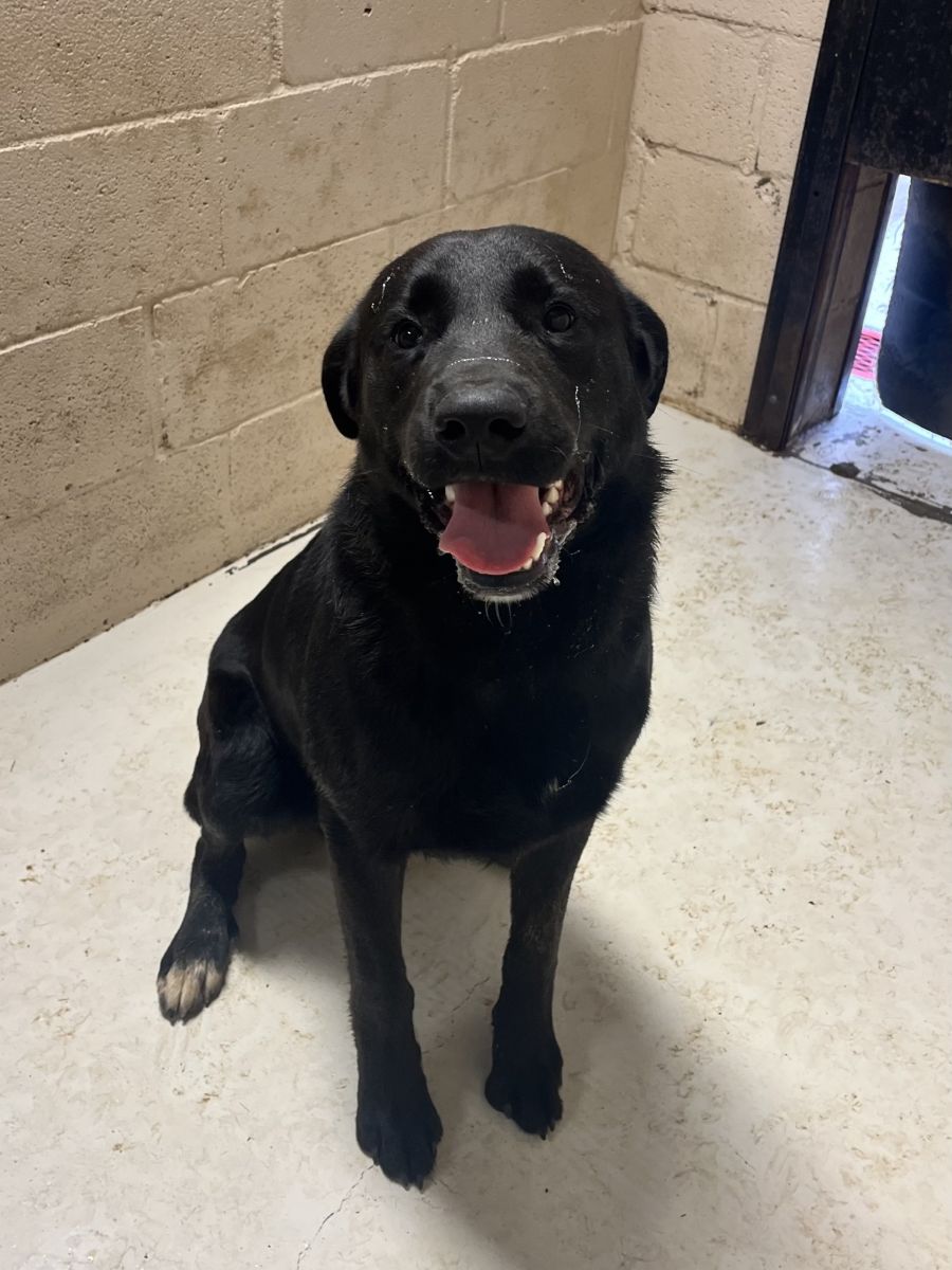 black dog in front of brick wall