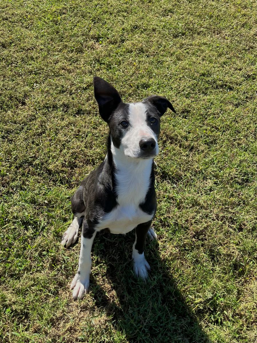 white and black dog in grass