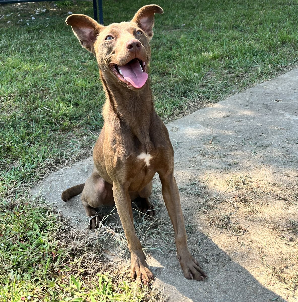 tan dog sitting on concrete outside