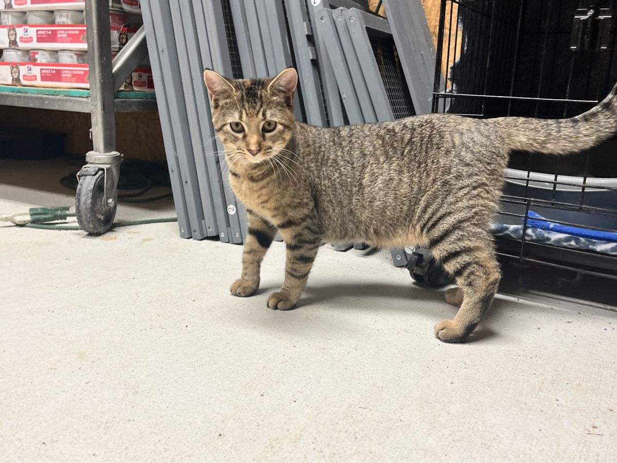 tabby cat walking on floor