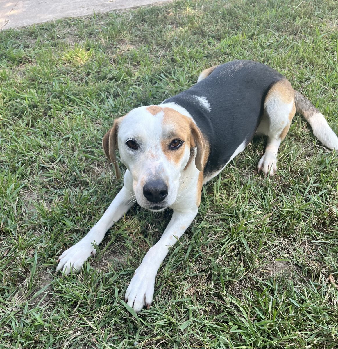 tri color dog in grass