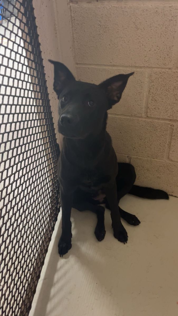 Black dog in kennel