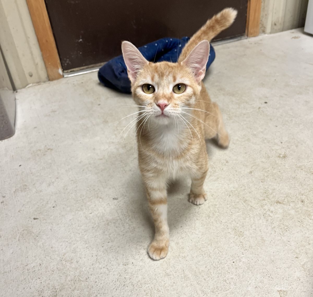 Orange cat walking on floor