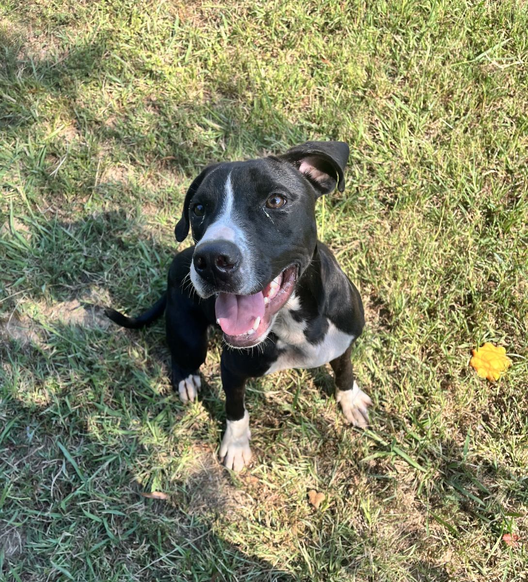 black and white dog in grass